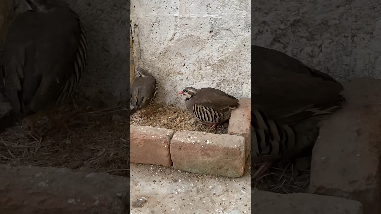 Beautiful chakoor bird 