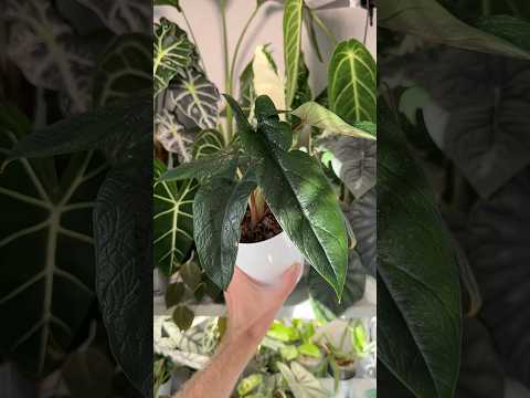 А У ТЕБЯ ЕСТЬ АЛОКАЗИЯ СКАЛЬПРУМ?🤫 #plants #алоказия #скальпрум #alocasia #растения #клубниалоказии