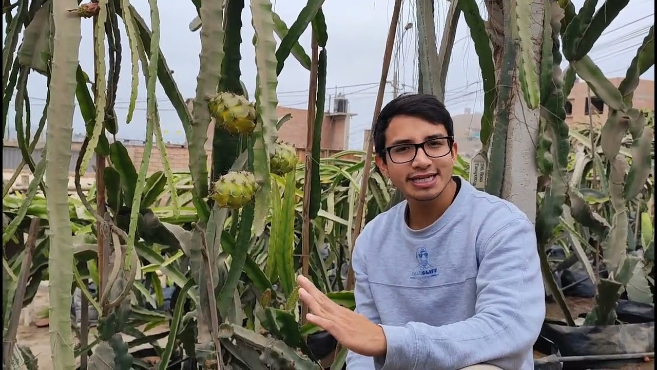 🛑 Variedades de PITAHAYA que producen en invierno ☃️ Fuera de temporada 😱😱 #dragonfruit #pitahaya