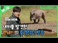 [M니멀] 충격주의😱 새끼 사체를 발견한 멧돼지의 반응｜The response of wild boars which had found a dead baby was shocking😱