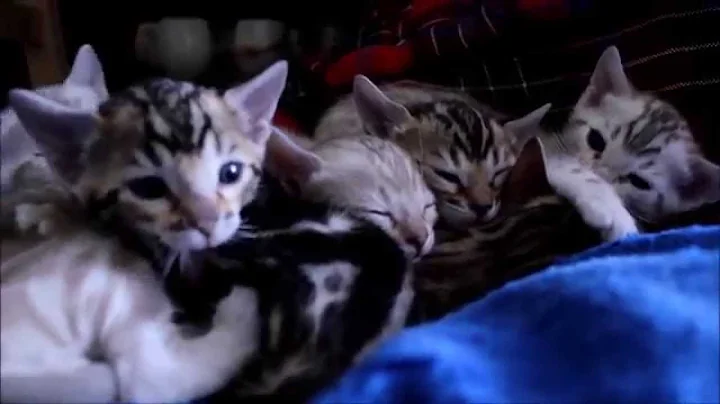 Video 1734341: royal bengal kitten, royal bengal cat, cattery cats bengal, bengal kitten born