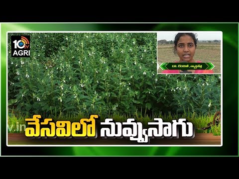 వేసవిలో నువ్వుసాగు | Sesame Farming Techniques By Dr Rajitha | Matti Manishi | 10TV News