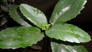 Leaf of life/Miracle leaf -- get rid of kidney stones naturally