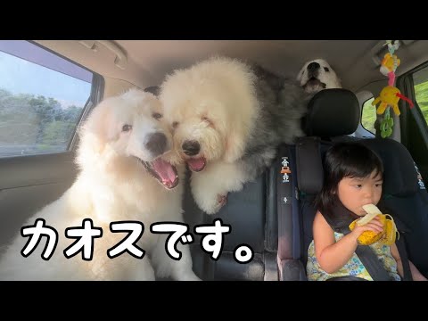 【シュール】車内で暴れ回る子犬と超大型犬に全く動じない３歳児の貫禄がこちらです…｜グレートピレニーズ&オールドイングリッシュシープドッグ&トイプードル