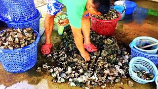 Selling seafood - oysters $7.46 (Cheap seafood near Bangkok)