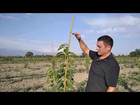 ახალგაზრდა ბაღებში ლიდერული ფორმირება