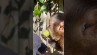 Baby Capuchin Sharing With Zwf Founder Mario Tabraue