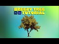 Breezy tree  photoshop  after effects tutorial