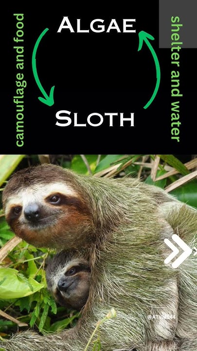 SYMBIOTIC RELATIONSHIP between Sloth and Green Algae - YouTube