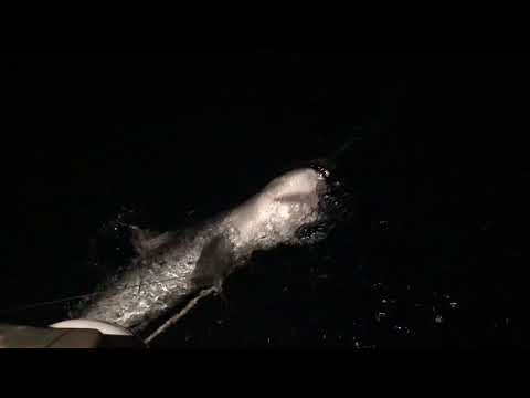Tiger Shark
