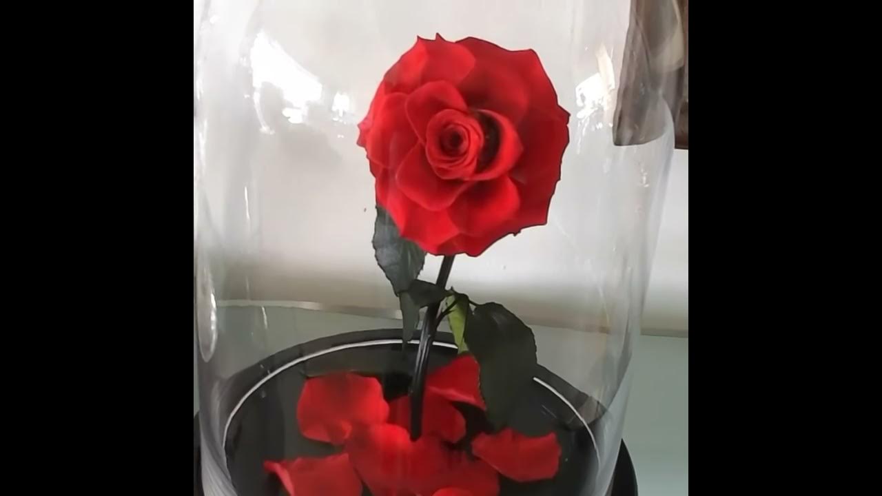 A ROSA QUE DURA 3 ANOS - thptnganamst.edu.vn