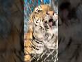 #jimcorbettwildlifeandnatureview #animals #bigcats #tigerspotted #largecats #bigcat