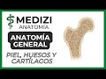 Anatomía General - Superficie, Hueso y Cartílago
