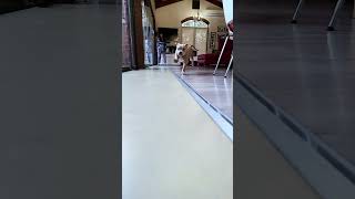 Download Lagu Here comes Lula MP3