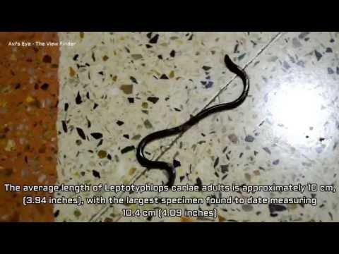 World's Smallest Snake - The Barbados Thread Snake