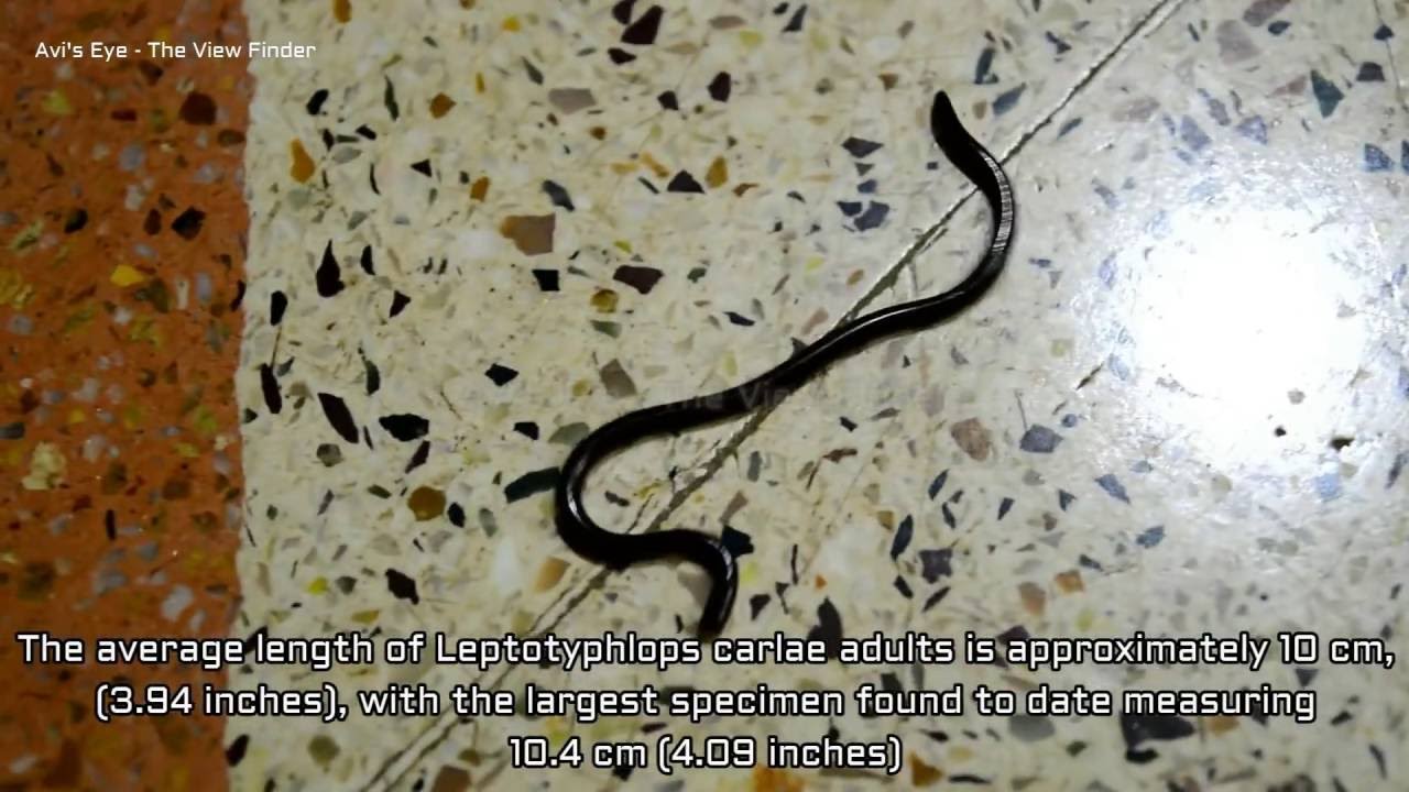 World's Smallest Snake - The Barbados Thread Snake