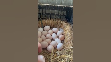 Trứng gà Đen H’ Mông bản địa Tây Bắc