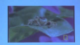 ISSRDC 2013: Amr Mohamed, Changes in Jumping Spider Predation Techniques in Microgravity