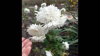 видео: 🍁Прогулянка.  🍁Кінець жовтня🍁 картинка: 🍁Прогулянка.  🍁Кінець жовтня🍁