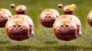 Funny Dogs, Cats and Animals Videos 2023 😎Most Trending Animal Videos #49