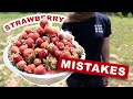 3 Strawberry Growing Mistakes To Avoid At All Cost | HARVEST, Runners, Varieties &amp; Weeds | Gardening