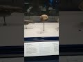 icthyosaur, ammonite, and nautiloid fossils #fossils #science