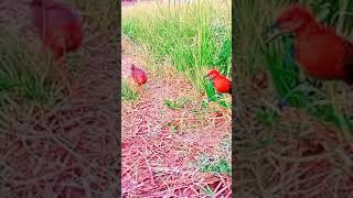 Download Lagu pikat burung sintar mata meirah lagi gaes 🤗🤗 MP3