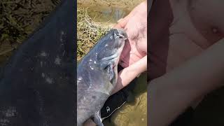 2nd Trophy River Blue Catfish Today: Best &amp; Easiest Catfish Setup: FATKAT Best Catfishing Rigs!