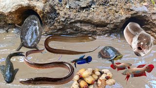 Waow Tangkap Ikan cupang, Ikan Moly, Ulat sagu, Ikan lele, Kura kura, Ikan hias, Belut, Ikan sepat