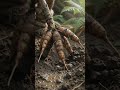 The Human Origin | The Untold Story of Early Human Survival