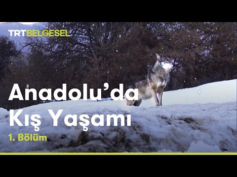 Anadolu'da Kış Yaşamı | 1.Bölüm | TRT Belgesel