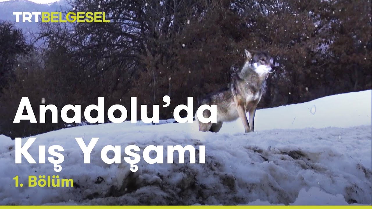 anadolu da kis yasami 1 bolum trt belgesel youtube