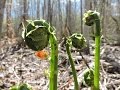 Fiddleheads, Foraging Wild Edibles