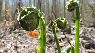 Fiddleheads, Foraging Wild Edibles