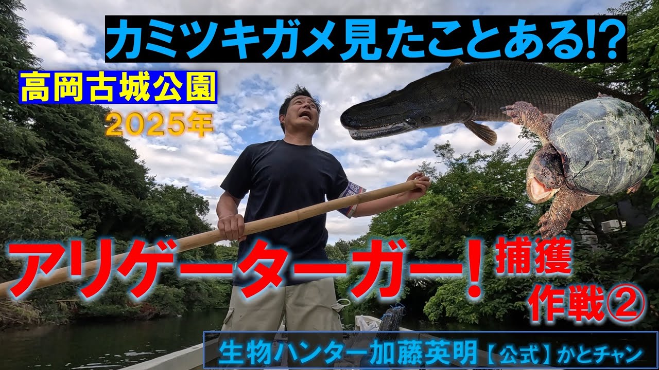 アリゲーターガー出現！カミツキガメも！？捕獲作戦② in 富山県高岡市高岡古城公園！Alligator gar, Atractosteus spatula 生物ハンター加藤英明【公式】かとチャン