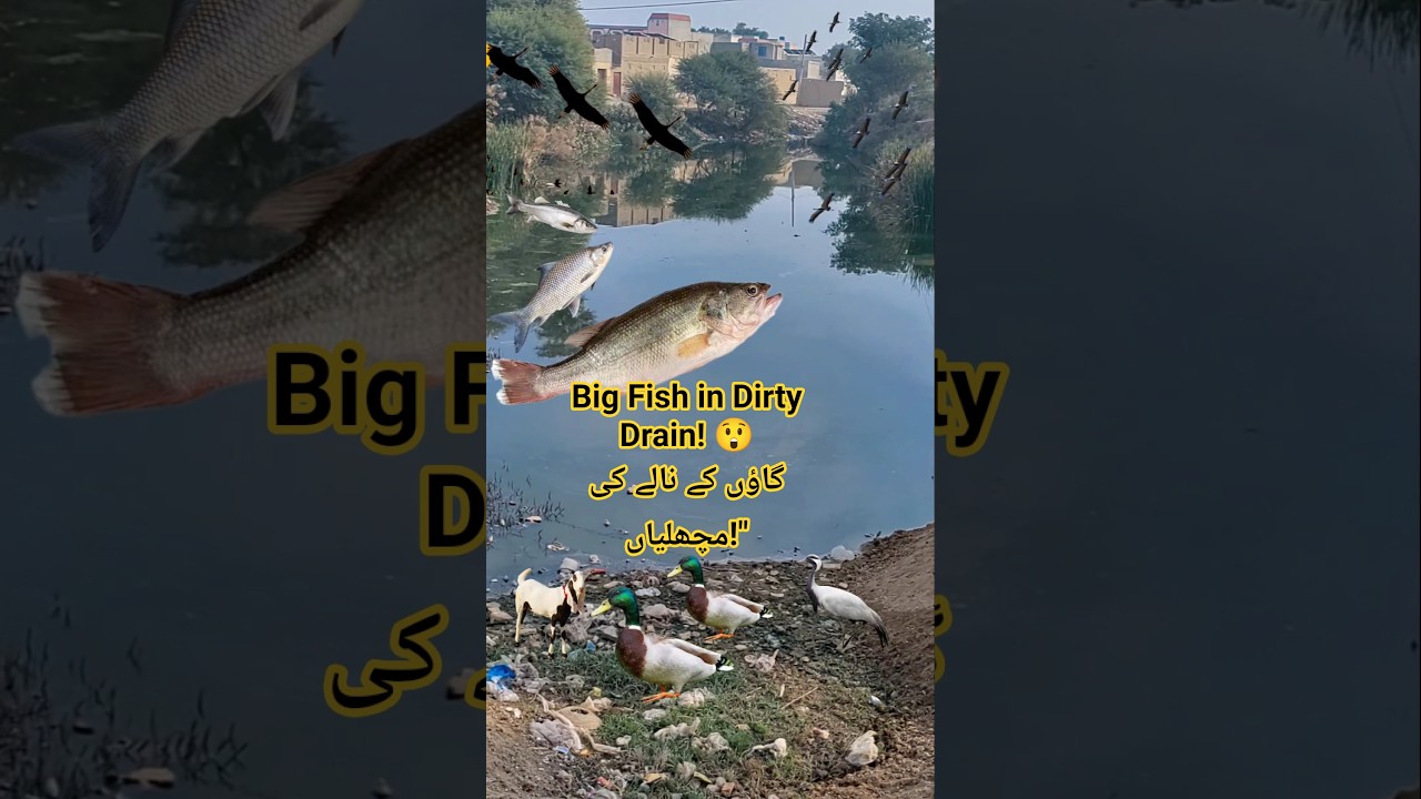 Giant Fish in Village Drain! 😲 Amazing Discovery in Our Village گاؤں کے گندے نالے میں بڑی مچھلیاں! 😲