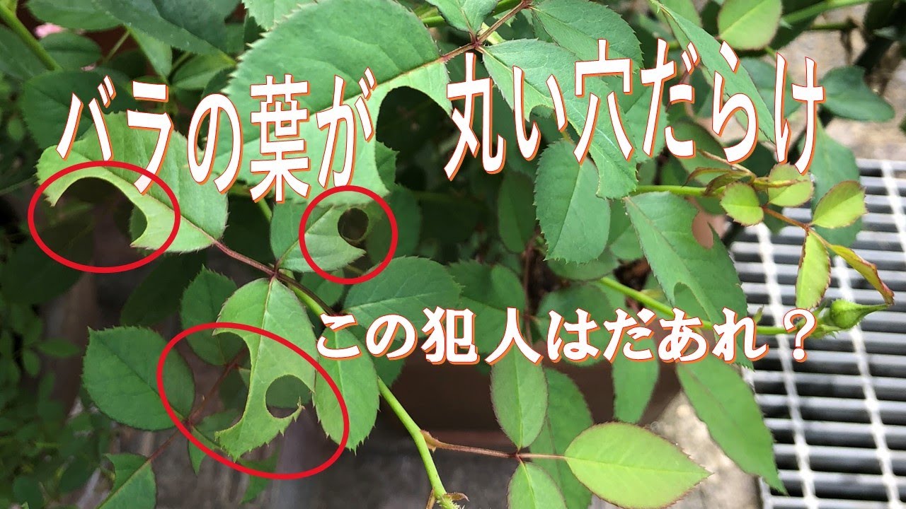 バラの葉が丸い穴だらけ 大小様々に見事に切り取るのは誰 バラの葉が丸い穴だらけ 大小様々に見事に切り取るのは誰