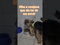olha a corajosa que ela ter que e servir #youtubeshorts #pets #cachorro #modapet #petsfofinhos