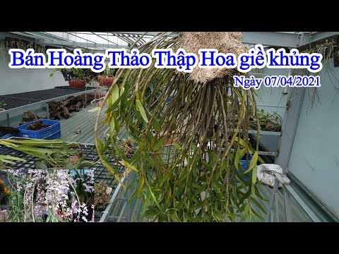 Bán Hoàng Thảo Thập Hoa giề cực khủng và đẹp | Foci