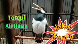 Jalak Suren Gacor Agar Tidak Giras Efek Terapi Air Hujan Supaya Jalak Suren Cepat Bongkar Isian