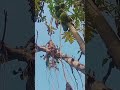 short video #viralshort #song #youtubeshorts #song