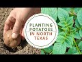 Planting Potatoes in North Texas