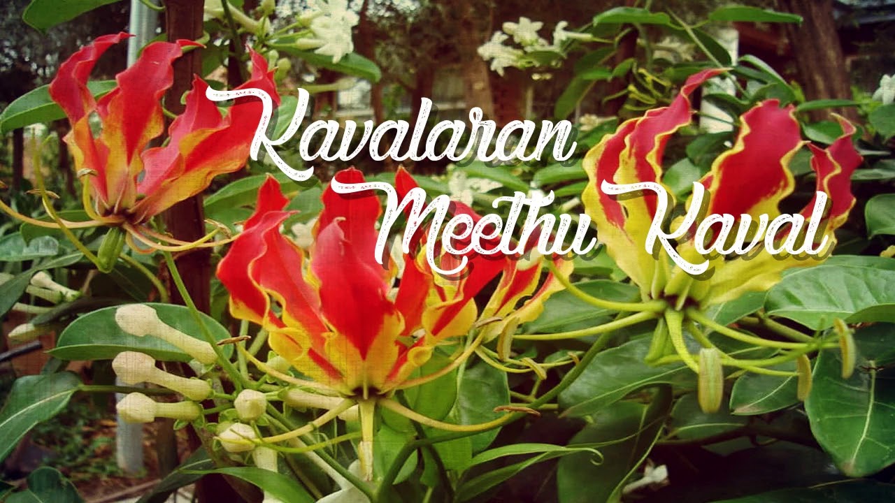 Tamil Eelam Song   Kavalaran Meethu Kaval