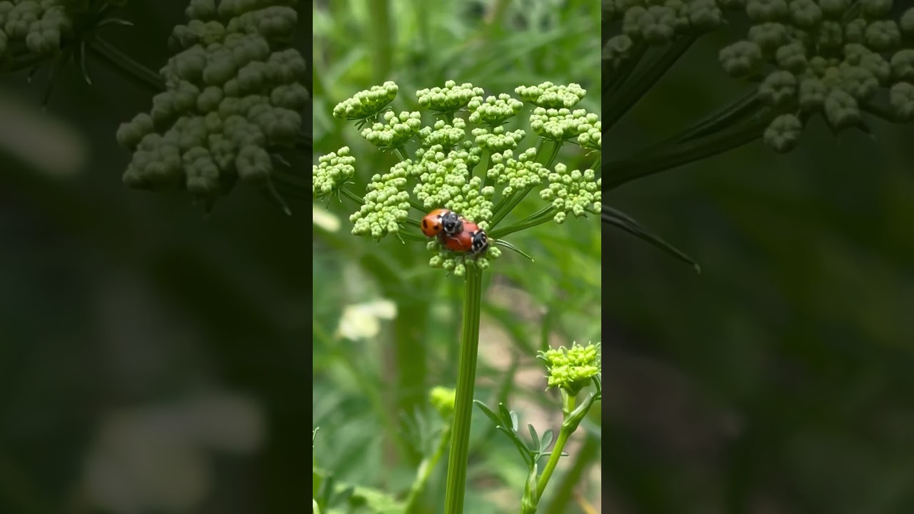 White collars ladybugs 🐞 #nature #miraculousnature #bug #garden #insect #ladybugs #ladybird