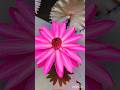 Pink waterlily 🩷🩷# shorts video #🥰 Flower Love 💕