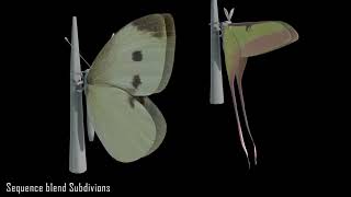 Lepidoptera Wing expansion Simulation Comparisons