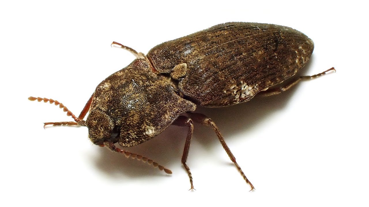 12】コメツキムシで高跳びオリンピック！/とりネット/鳥取県公式サイト