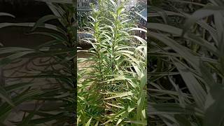 Tiger Lily burds || #shorts#youtube#shorts#video