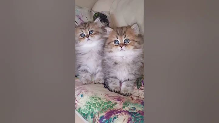 Watch the video about Pepe and Tarzan Golden Chinchilla persians 8 weeks