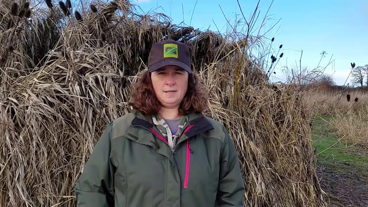 Sauvie Island Wildlife Area Hunt Report 1302018 YouTube